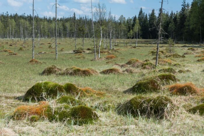 wysychanie torfowisk, naturalne rezerwuary wody, mariusz lamentowicz