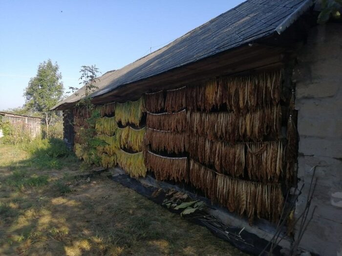 nowelizacja ustawy o podatku akcyzowym, Pracodawcy RP, browary polskie