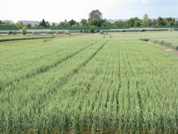 ubezpieczenie upraw rolnych, ubezpieczenie zwierząt gospodarskich, krir, zboża, bydło, trzoda chlewna