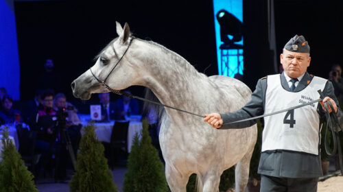 aukcja Winter Star Horse Auction, tor służewiecki w warszawie, stadnina koni janów podlaski