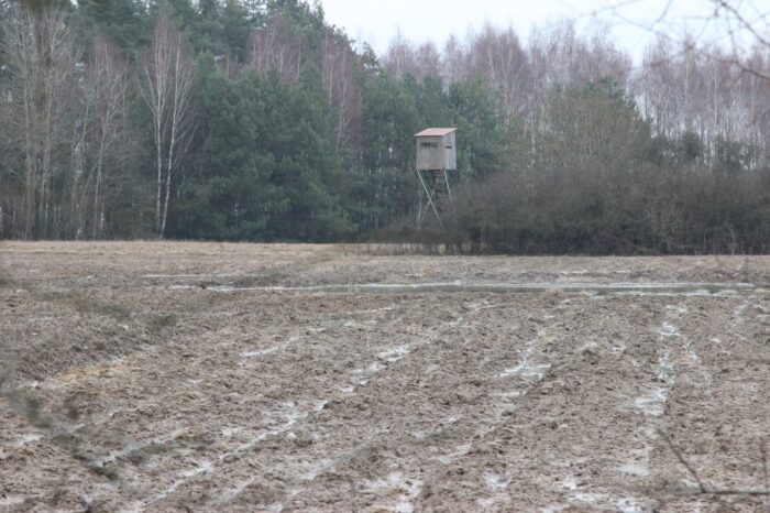 afrykański pomór świń, padłe dziki, odstrzelone dziki, odstrzał dzików, myśliwi, bioasekuracja polowań
