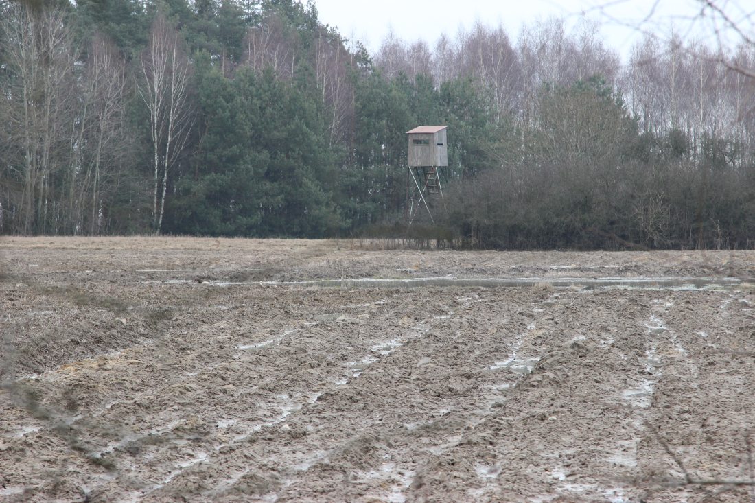 afrykański pomór świń, padłe dziki, odstrzelone dziki, odstrzał dzików, myśliwi, bioasekuracja polowań