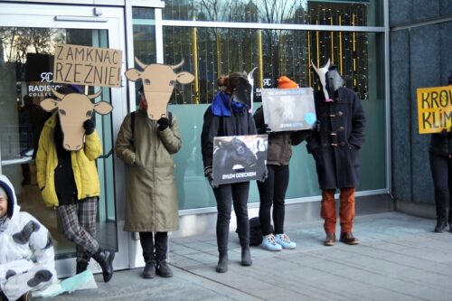 obrońcy praw zwierząt, organizacje prozwierzęce, bydło mleczne, bydło mięsne, prawa zwierząt, hodowcy zwierząt, hodowla