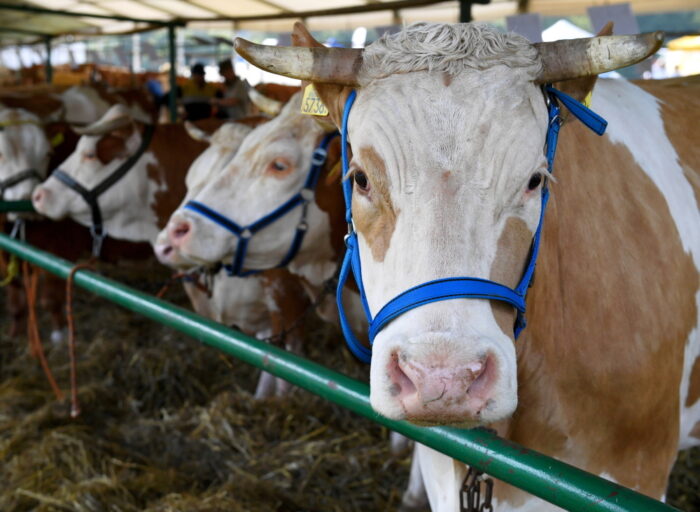 choroba niebieskiego języka,  Inspekcja Weterynaryjna, badania serologiczne i wirusologiczne