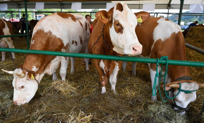 szczepionki dla krów, szczepionki przeciwko gruźlicy BCG, Albert Calmette, Camille Guerin