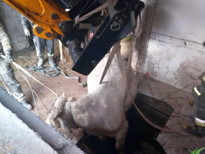 Gorędy, powiat hajnowski, byk w szambie,  OSP Narew, psp w hajnówce