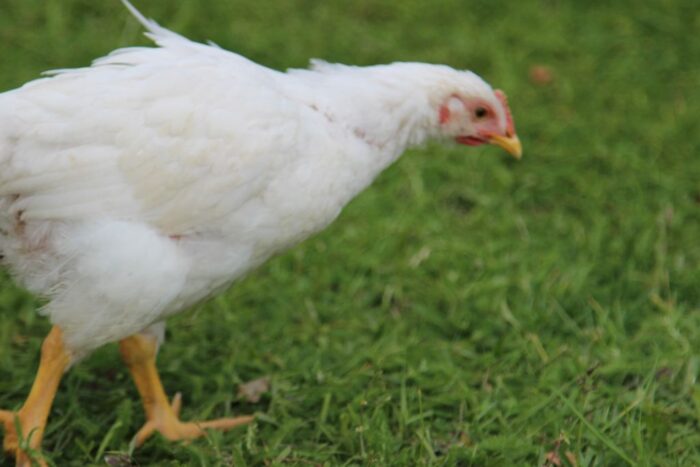 produkcja drobiu, rynek mięsa, komisja europejska