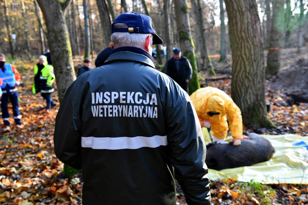 Bogdan Konopka, główny lekarz weterynarii, walka z asf w polsce, inspekcja weterynaryjna, odstrzał dzików