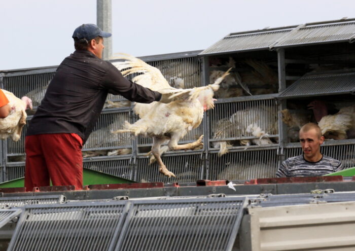 zwalczanie serotypów Salmonella u indyków, drób, Salmonella