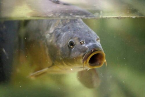 hodowla ryb, susza, pieniądze, de minimis