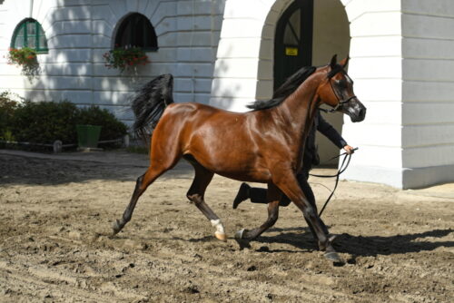 konie, ubezpieczenie konia, koń, ubezpiecz konia, Concordia Ubezpieczenia