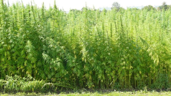 konopie siewne, konopie oleiste, choroby konopi oleistych, zgnilizna twardzikowa, patogeny konopi, szara pleśń, IWNiRZ