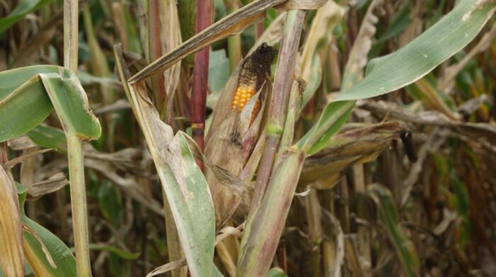 kukurydza, rośliny, pole, niebo