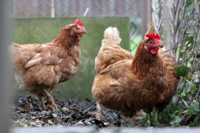 zwalczanie serotypów Salmonella u kur, drób, Salmonella