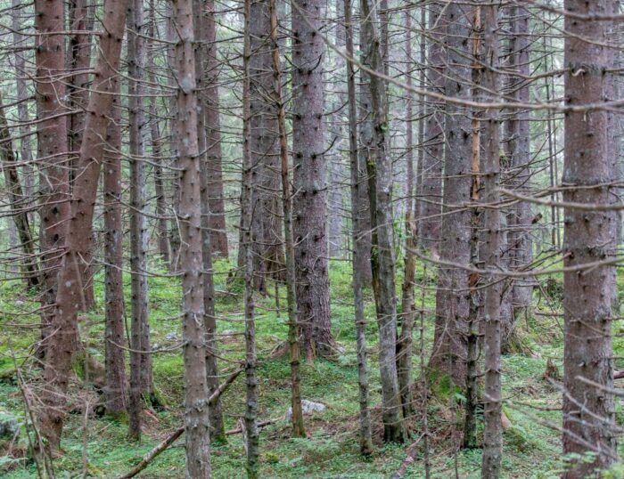 las, ściółka, pożary lasów, susza