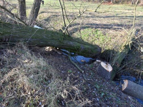 wypadek przy wycince drzew, bronowice, puławy, Ewa Rejn-Kozak