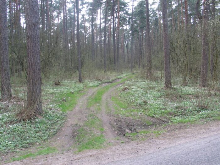 tworzenie nasion przez drzewa, dęby, sosny, Michał Bogdziewicz