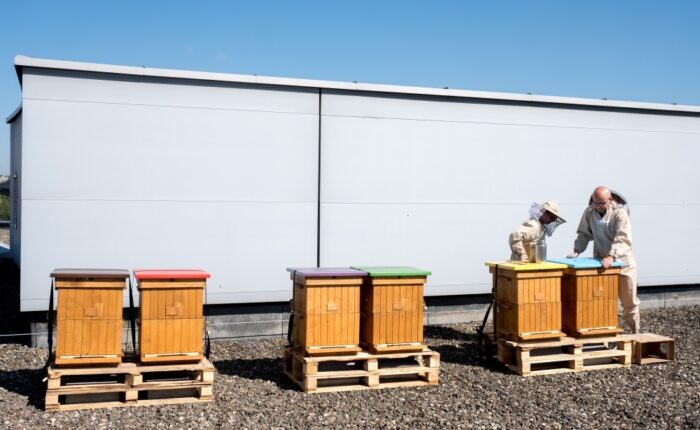 pasieka, ule, pszczoły