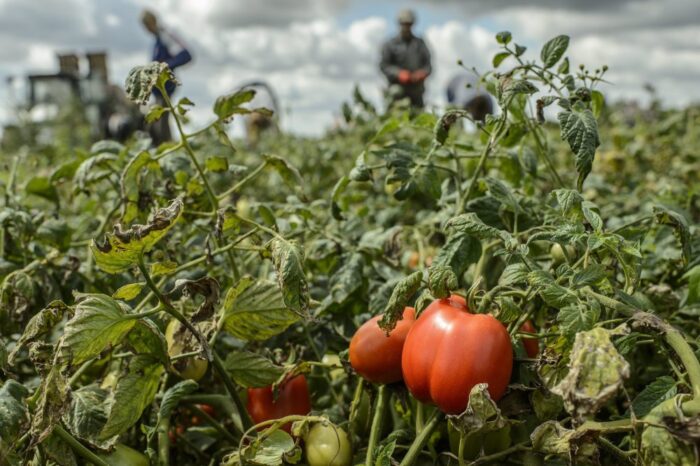 pomidor, tytoń, Itzhak Khait, Tel Aviv University, dźwięki wydawane przez rośliny