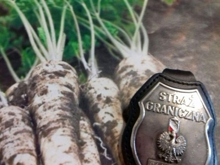 pracownicy sezonowi w rolnictwie, zbiory warzyw i owoców, straż graniczna, pracownicy z ukrainy