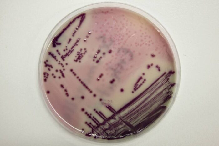 salmonella w mięsie drobiowym, system RASFF, bułgaria, Kremena Stoewa
