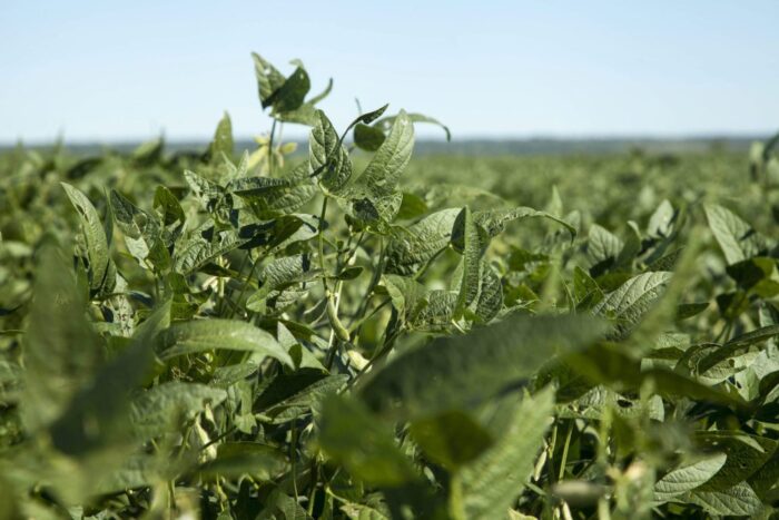 wojna handlowa usa-chiny, cła na produkty rolne, soja, wieprzowina