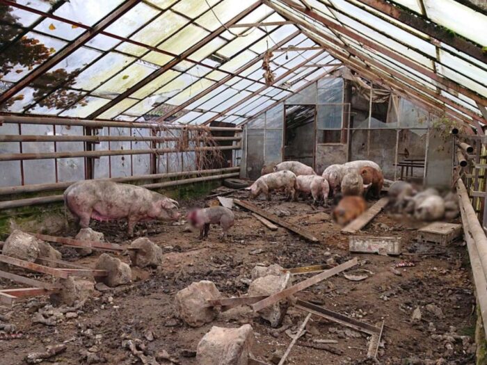 Igołomia-Wawrzeńczyce, znęcanie się na zwierzętami, kwp w krakowie, Towarzystwo Opieki nad Zwierzętami