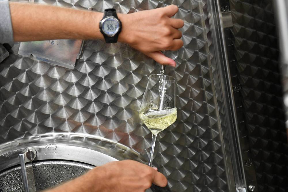 produkcja wina w polsce, uprawy winorośli, kowr, michał wójcik