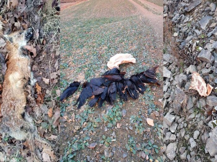 głubczyce, opolszczyzna, otrute zwierzęta, Marek Szaciłło-Kosowski, padlina