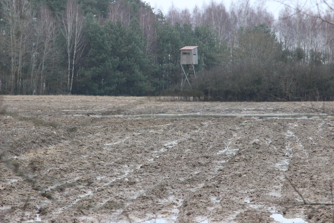 Paweł Piątkiewicz, Naczelna Rada Łowiecka, odstrzał dzików, specustawa  asf
