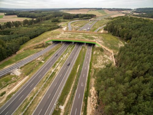 walka z asf w polsce, przejścia dla zwierząt, GDDKiA, autostrady i drogi ekspresowe