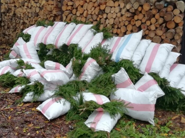 straż leśna, akcja choinka, Lasy Państwowe, nielegalne pozyskiwanie  choinek i stroiszu