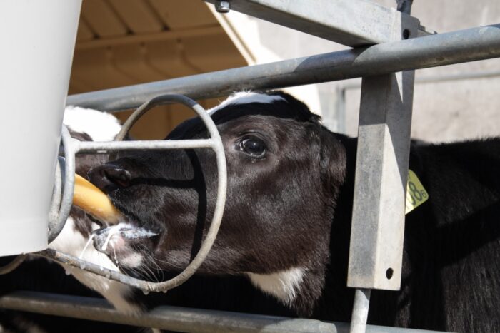 ubój na własne potrzeby, ubój zawodowy, ubój zwierząt, ministerstwo rolnictwa