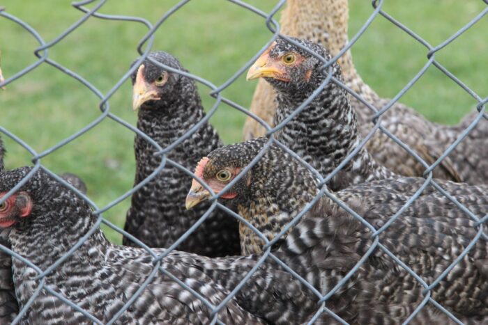produkcja drobiu, rynek mięsa, komisja europejska