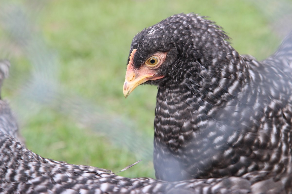 produkcja drobiu, rynek mięsa, komisja europejska