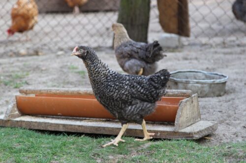 produkcja drobiu, rynek mięsa, komisja europejska