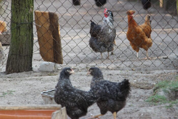 produkcja drobiu, rynek mięsa, komisja europejska