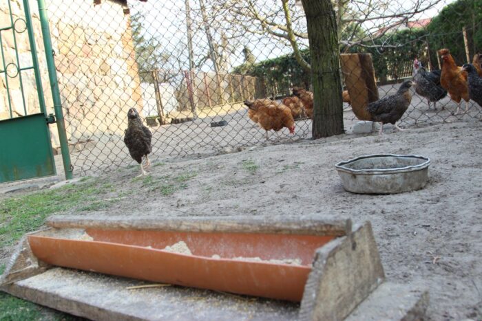 produkcja drobiu, rynek mięsa, komisja europejska