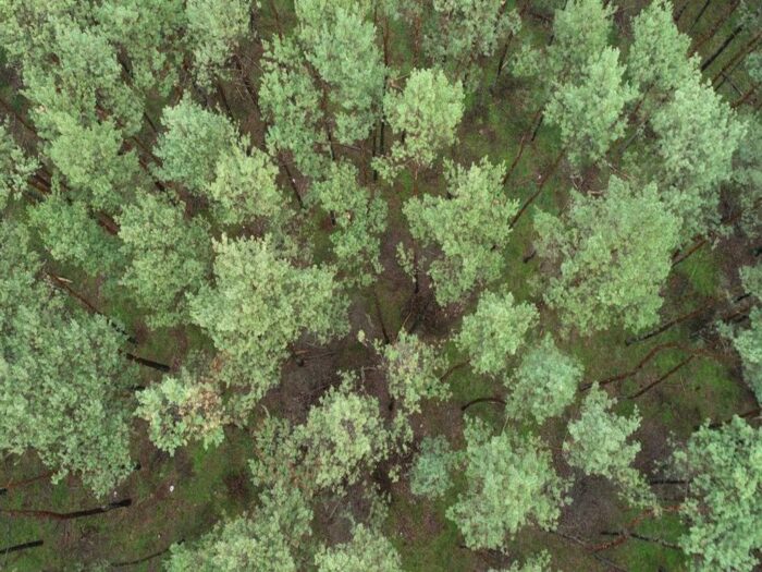 walka z asf w wielkopolsce, powiat wolsztyński, drony nad lasami, szukanie padłych dzików