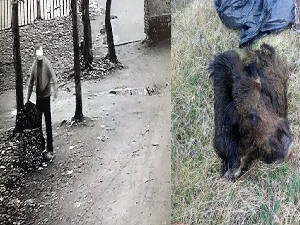 szczątki dzika na śmietniku, jarocin, walka z asf w polsce, urząd miejski w jarocinie