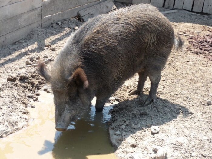 szkody, rolnicy, straty, prawo, przepisy, Prawo łowieckie, PIR, protest