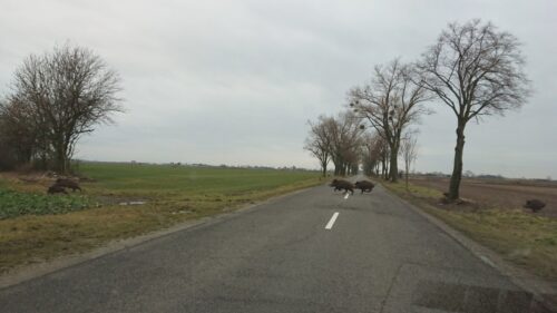 odstrzał dzików, limity odstrzałów dzików, koła łowieckie, ministerstwo środowiska