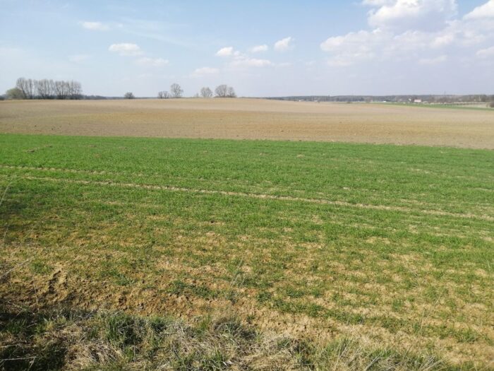 gleby w Polsce, gleby piaszczyste, jakość gleb w Polsce, gliny, lessy, iły, rędziny, skały macierzyste gleb w Polsce