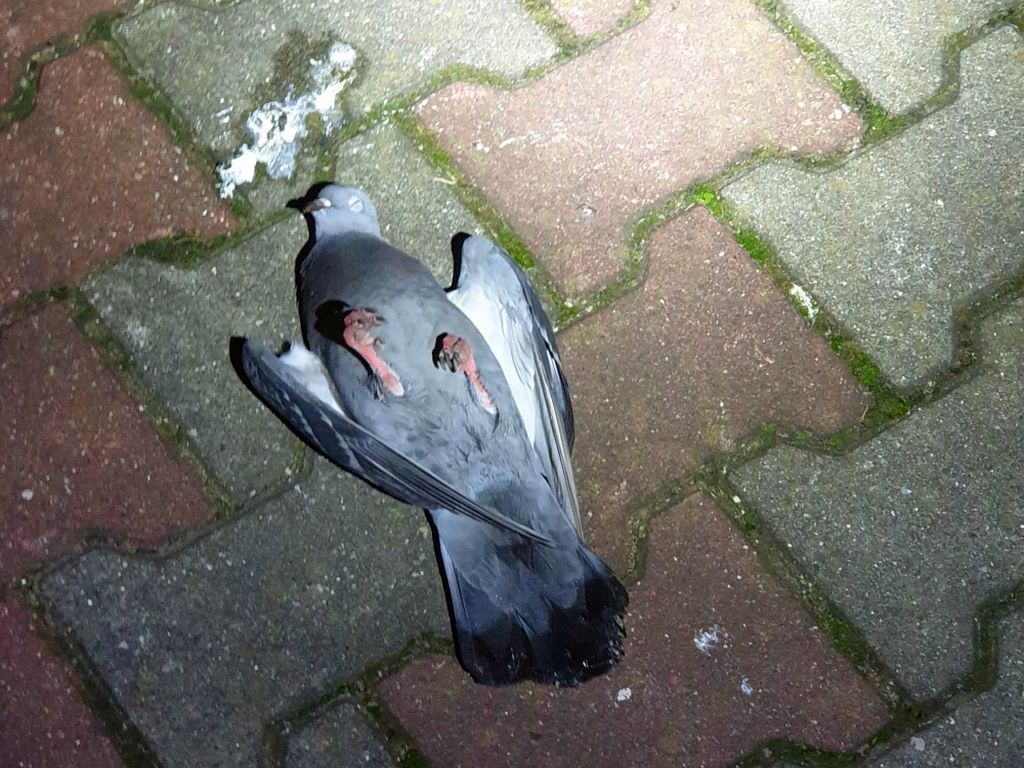 martwe gołębie, grypa ptaków, góra kalwaria, powiat piaseczyński