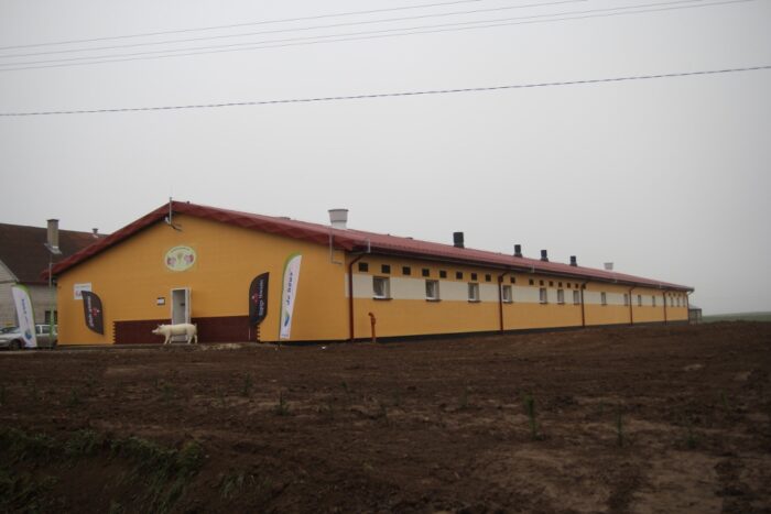 rodzinne gospodarstwo Czech, trzoda chlewna, lochy, prosięta, warchlaki, tuczniki, hodowla świń w cyklu zamkniętym