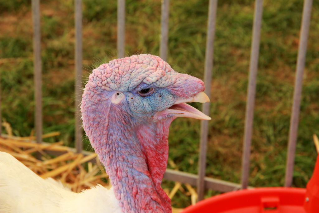 Starym Widzim, ptasia grypa, wielkopolska, powiat wolsztyński, wysoce zjadliwa grypa ptaków, wirus grypy ptaków h5n8