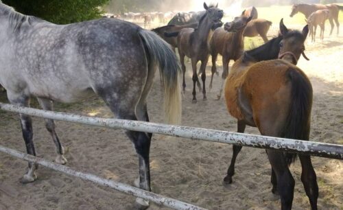 Janów Podlaski, stadnina, araby z Janowa, Pride of Poland, konie na sprzedaż, aukcja, Pride of Poland 2017