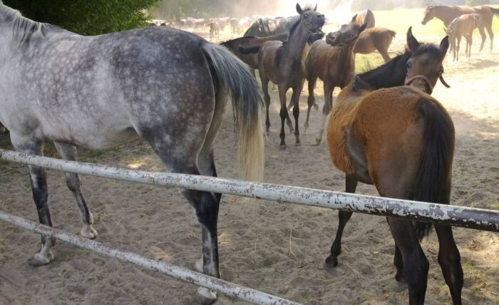 Janów Podlaski, stadnina, araby z Janowa, Pride of Poland, konie na sprzedaż, aukcja, Pride of Poland 2017