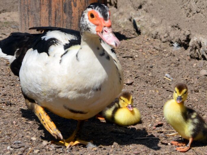 Krajowa Rada Drobiarstwa, hodowla drobiu, budowa wolier, ptasia grypa