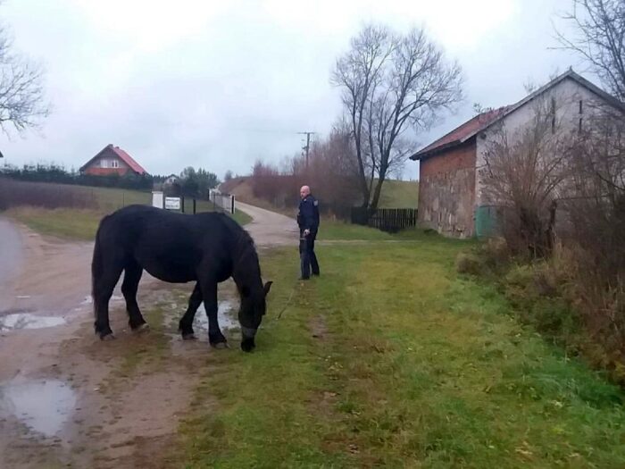 konie, ubezpieczenie konia, koń, ubezpiecz konia, Concordia Ubezpieczenia